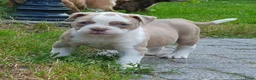 Amerikaanse Bulldog honden te koop: Mooie Amerikaanse Bulldog pups  - Advertentie 21