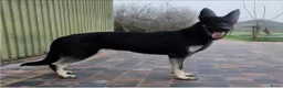 Duitse Herder honden te koop: Oost europese herder pupjes  - Advertentie 2
