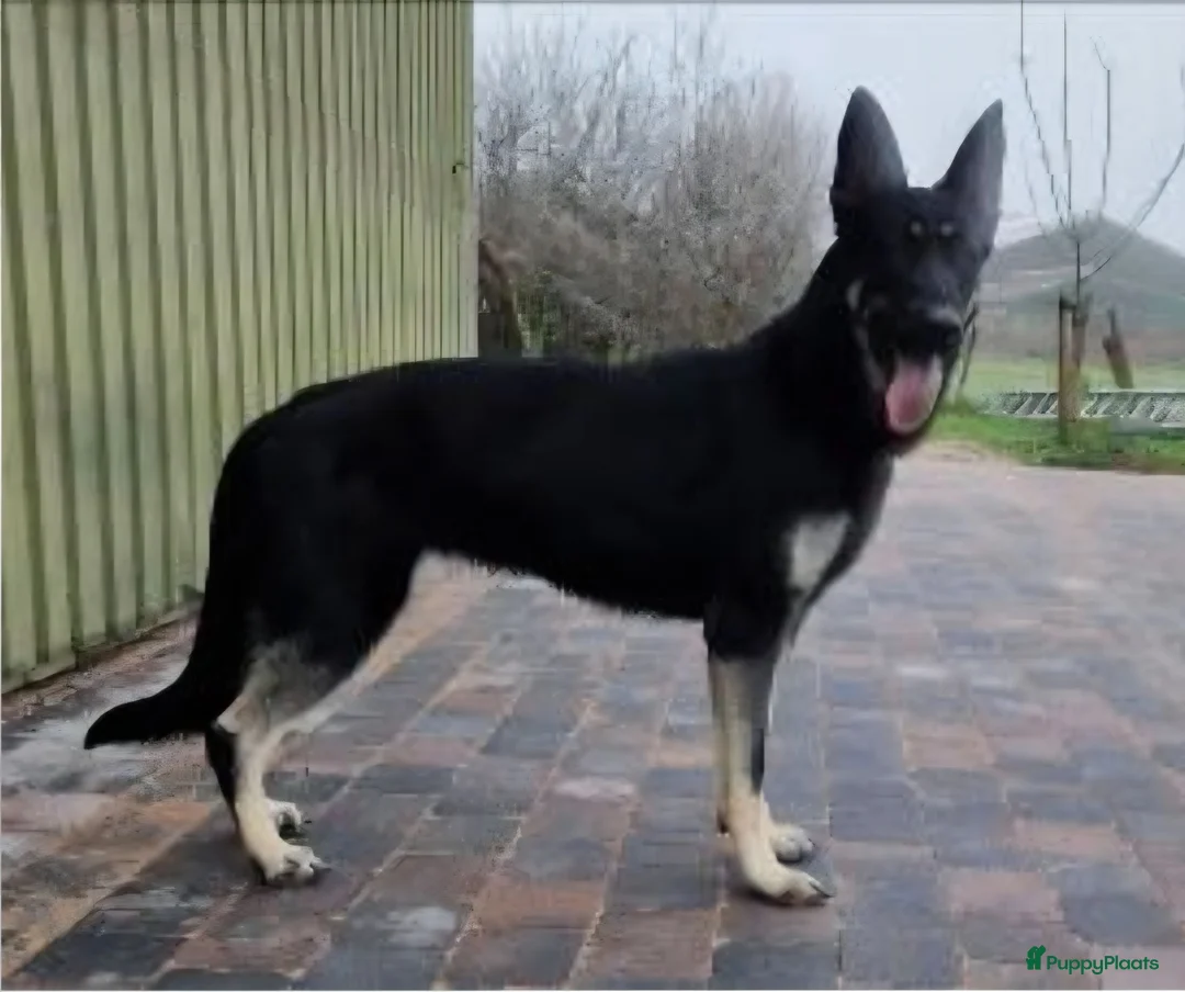 Duitse Herder honden te koop: Oost europese herder pupjes  - Advertentie 2