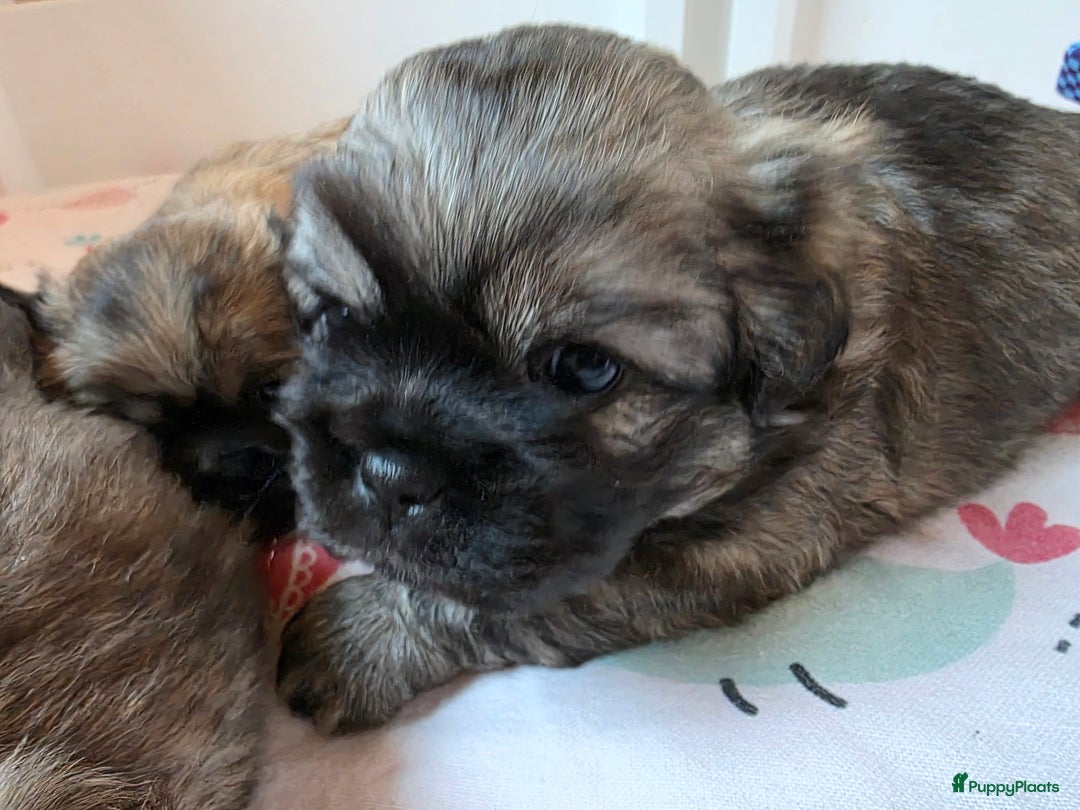 Tibetaanse Spaniel honden te koop: Tibetaanse spaniel pups beschikbaar (Groningen) - Advertentie 13