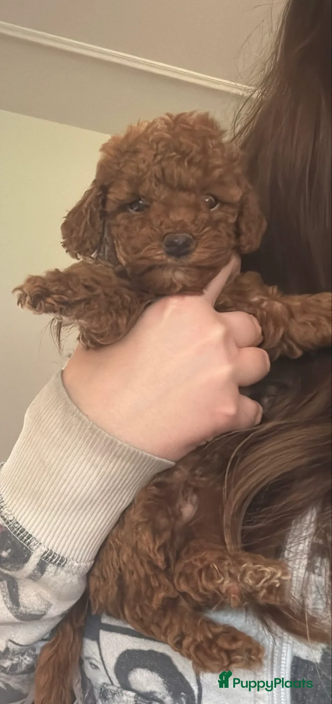 Poedel Toy honden te koop: Toy poedel pups te koop - Advertentie 2