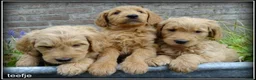 Goldendoodle honden te koop: Goldendoodle pups. Zie omschrijving. - Advertentie 18