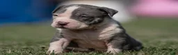 Amerikaanse Bully honden ter dekking: American Bully XL Dekreu  - Advertentie 14