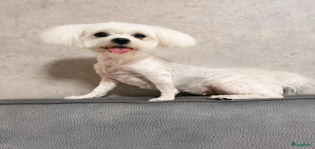 Galerij afbeelding {{count}}