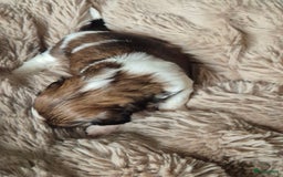 Shih Tzu honden te koop: Shih tzu pups  in Espel - Afbeelding 14
