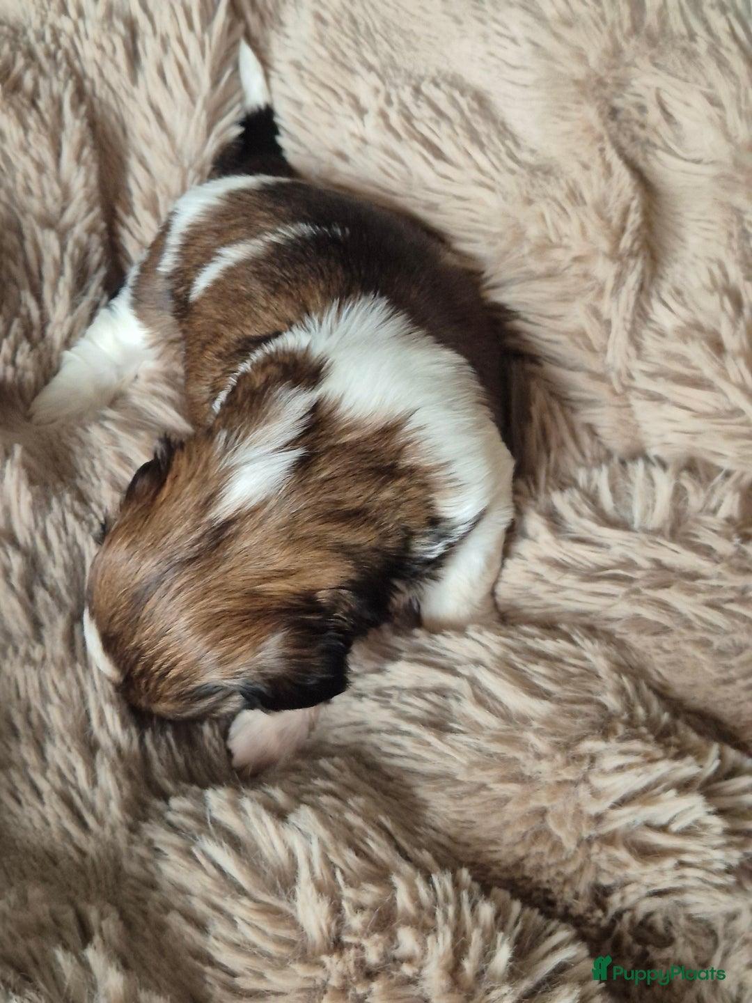 Shih Tzu honden te koop: Shih tzu pups  in Espel - Afbeelding 14