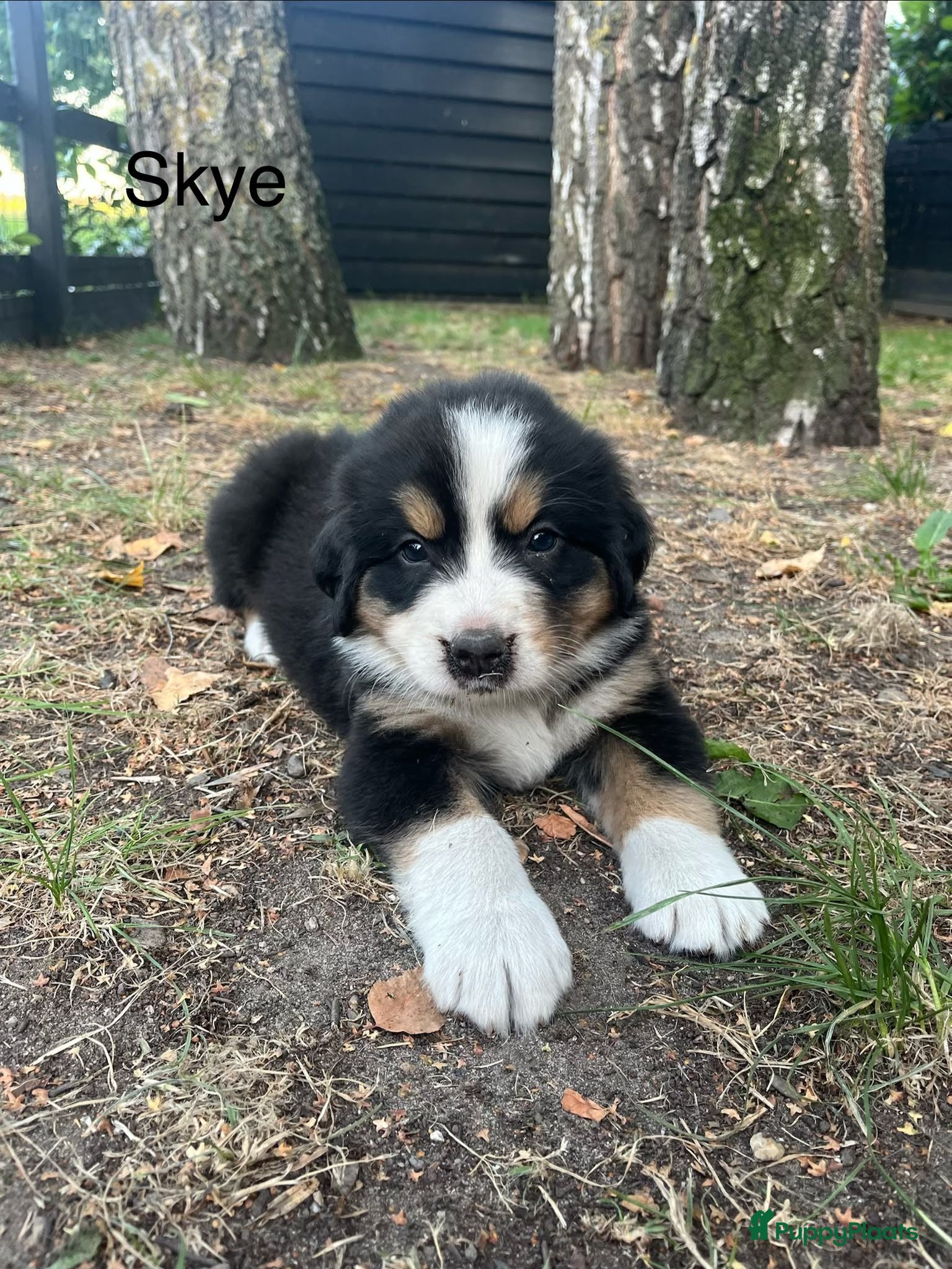 Berner Sennenhond honden Berner sennen pups - Advertentie 2