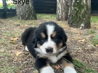 Berner Sennenhond honden Berner sennen pups - Advertentie 2
