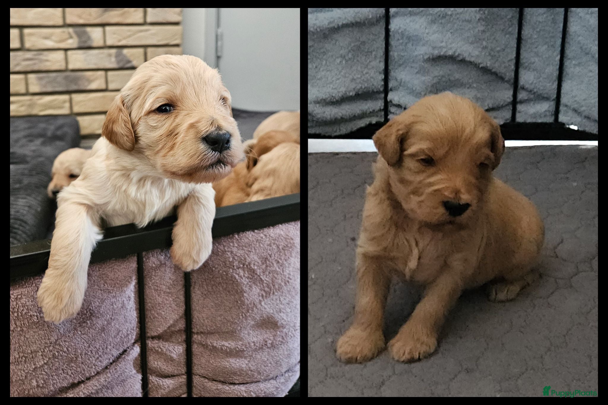 Kruising honden Prachtige mini doodle pups - Advertentie 2