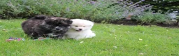 Akita honden te koop: Zeldzaam mooie Japanse akita inu pups - Advertentie 7