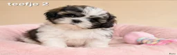 Boomer honden te koop: Super mooie boomer pups. Shih tzu  - Advertentie 9