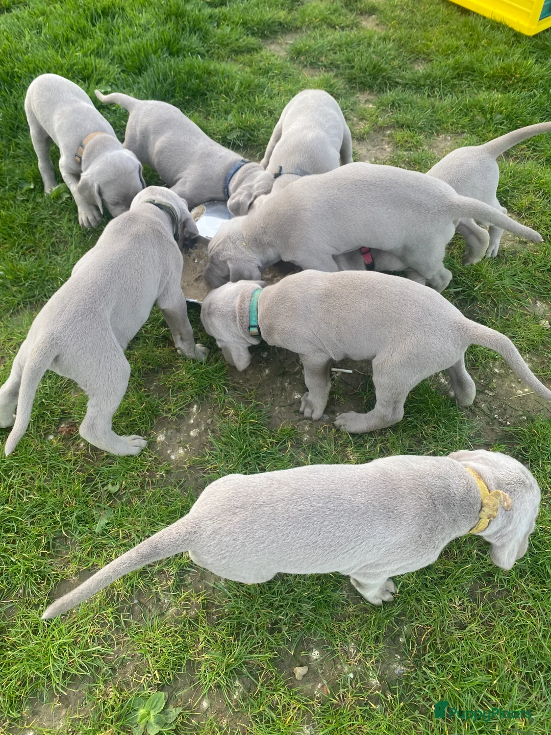 Weimarse Staande Hond korthaar honden te koop: Prachtige Weimaraner pups - Advertentie 5
