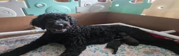 Labradoodle honden te koop: Labradoodle pups in Gaanderen - Advertentie 7