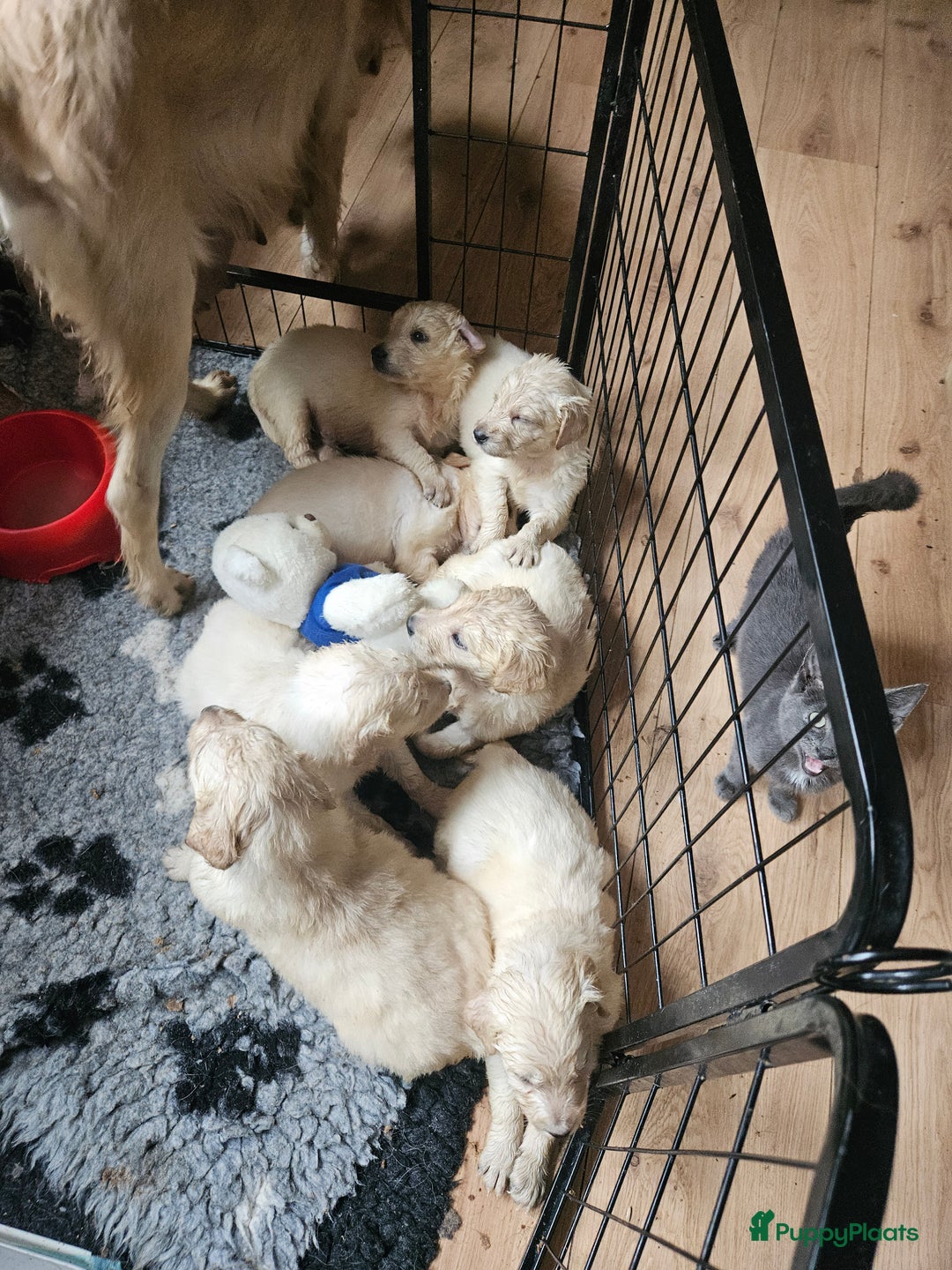 Flatcoated Retriever honden te koop: Te koop prachtige Gele Flatcoated Retriever Pups  - Advertentie 3