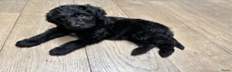 Bernedoodle honden te koop: Bernedoodle pups - Advertentie 6