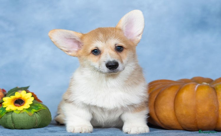 Welsh Corgi Pembroke honden - Advertentie 5