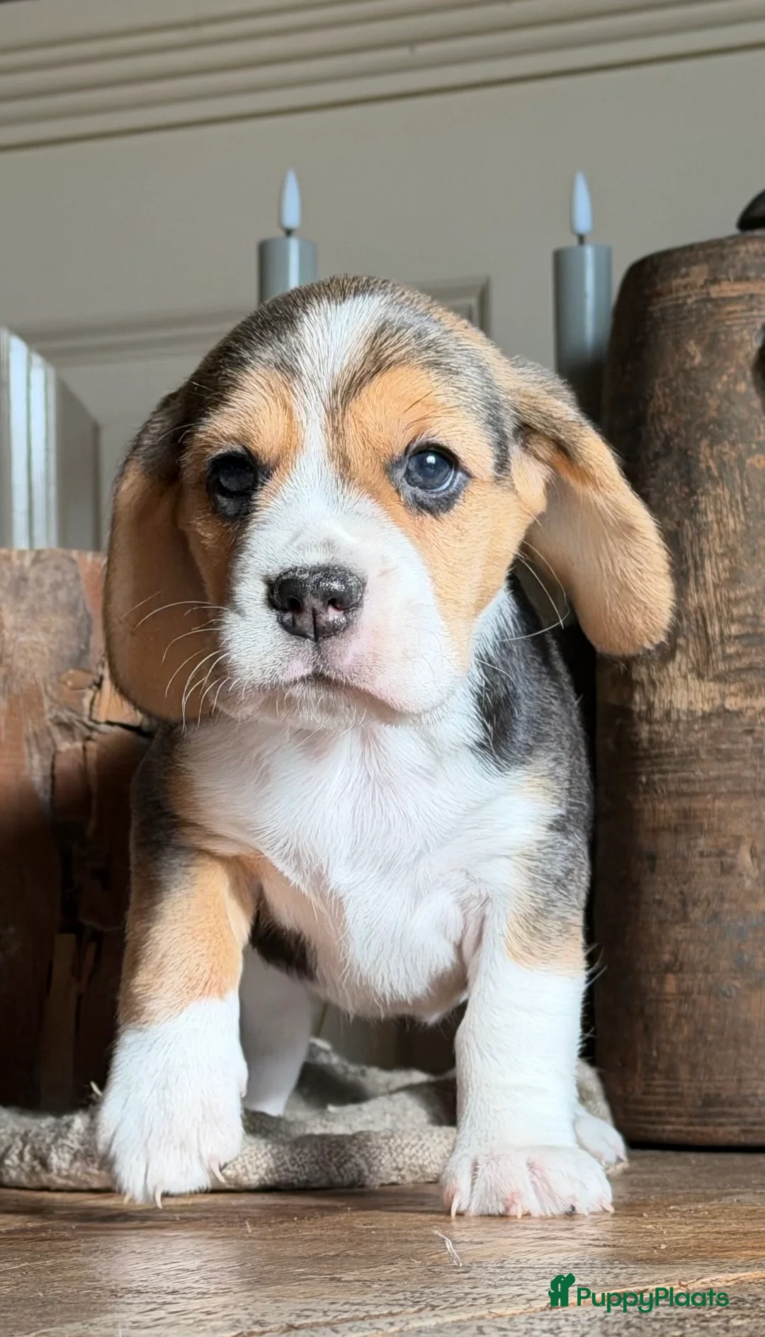 Beagle honden te koop: Beagle pups met FCI uitgebreid getest!! - Advertentie 17