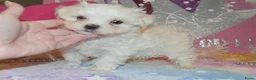 Maltezer honden te koop: Kleinblijvende Maltezer puppy reutjes  - Advertentie 2
