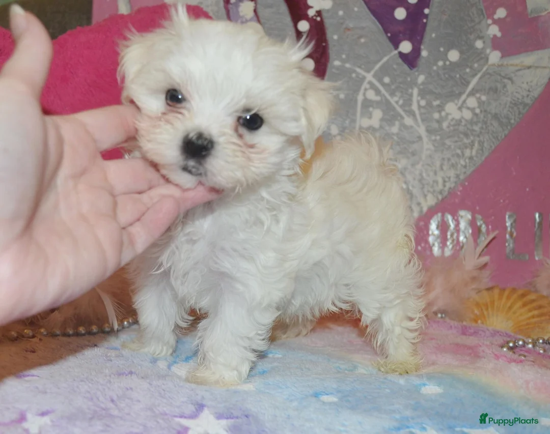 Maltezer honden te koop: Kleinblijvende Maltezer puppy reutjes  - Advertentie 2
