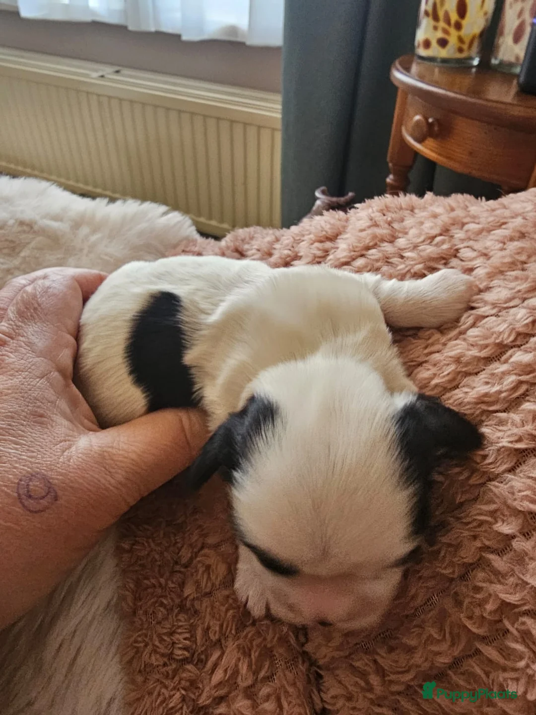 Kruising honden te koop: Boomer pups - Advertentie 12