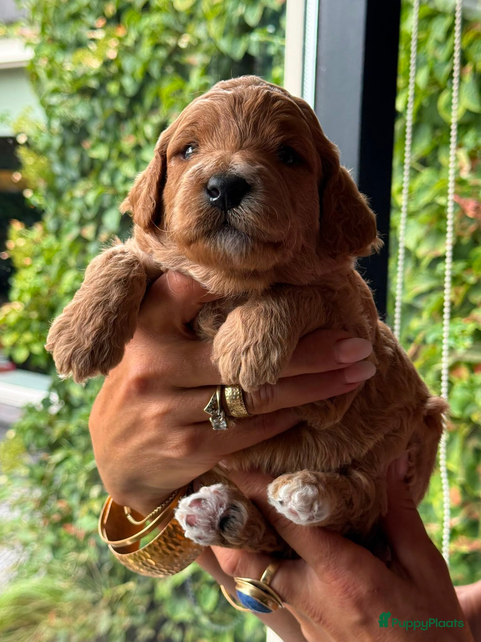 Australian Labradoodle honden Geweldige Australian Labradoodle Pups M/L ❤️❤️💙 - Advertentie 1