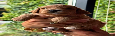 Australian Labradoodle 2
