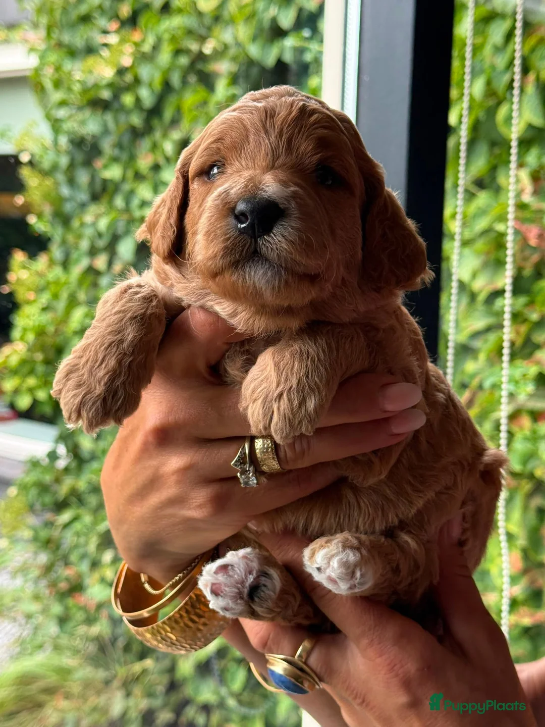 Australian Labradoodle honden te koop: Geweldige Australian Labradoodle Pups M/L ❤️❤️💙 - Advertentie 1