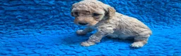 Cockapoo honden te koop: Kleine maat cockapoo pups - Advertentie 26