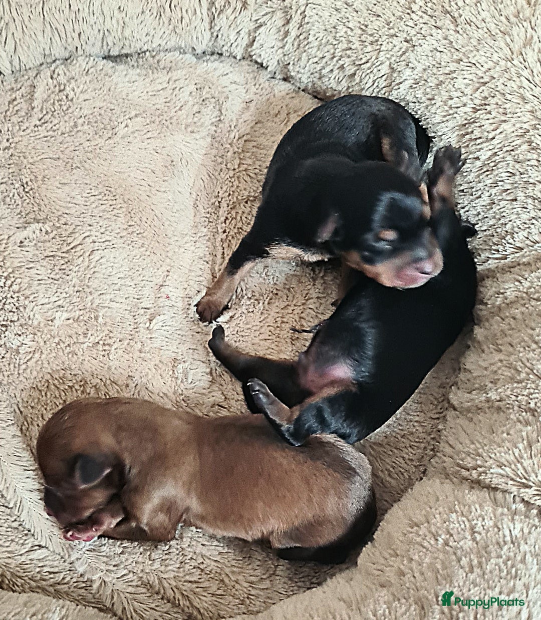 Praagse Rattler honden te koop: 100% Praagse rattler raszuivere puppy's  krysarik  - Advertentie 4