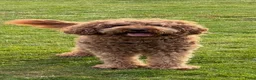 Labradoodle honden ter dekking: KNAPPE AUSTRALIAN LABRADOODLE DEKREU PUK - Advertentie 10