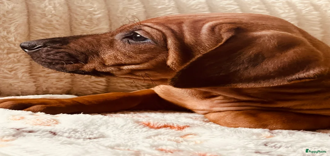 Galerij afbeelding {{count}}