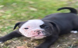 Old English Bulldog honden te koop: Old english Bulldog pups uit geteste ouders - Afbeelding 6