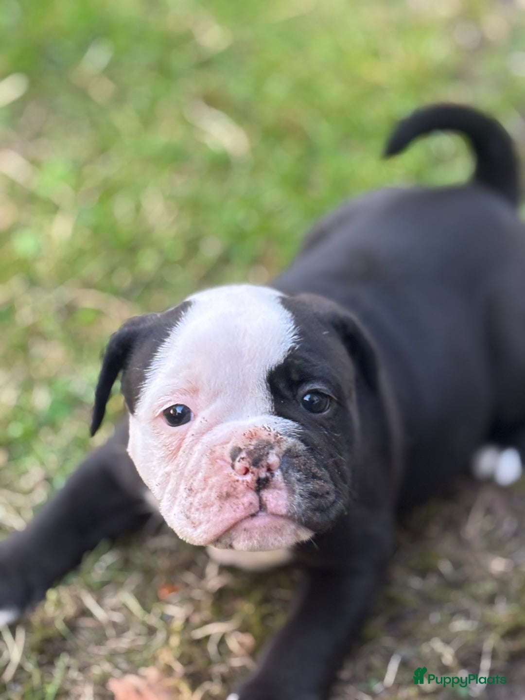 Old English Bulldog honden te koop: Old english Bulldog pups uit geteste ouders - Afbeelding 6