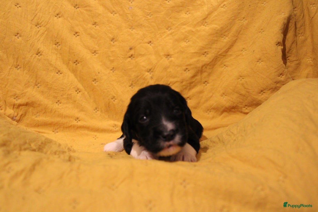 Barbet honden te koop: Barbet puppy’s geboren - Advertentie 16