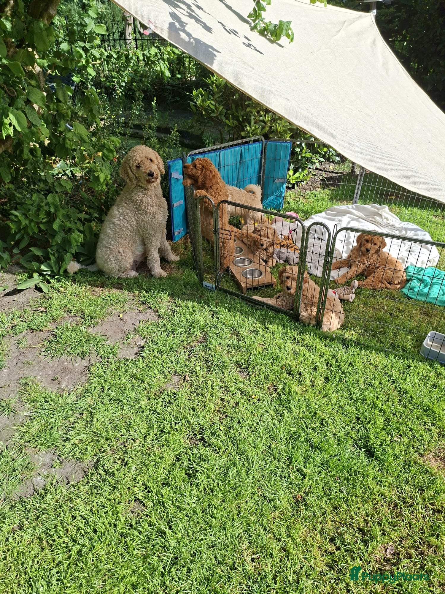 Australian Labradoodle honden Schitterende labradoodles - Advertentie 2