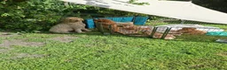 Australian Labradoodle honden te koop: Schitterende labradoodles - Advertentie 2