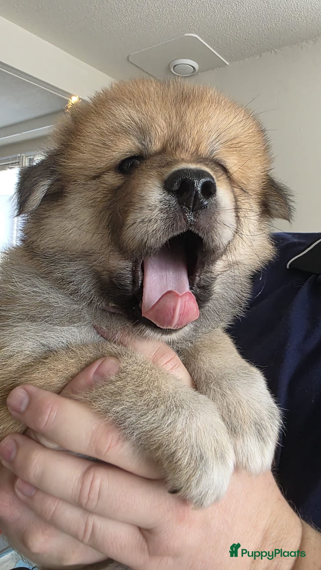 Eurasiër honden Eurasier pup  - Advertentie 1