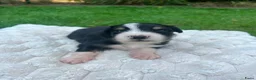 Australian Shepherd honden te koop: Nog 4 Australische Herder pups beschikbaar! - Advertentie 4