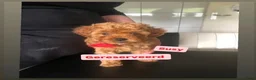 Kruising honden te koop: Toy/dwergpoedel pups  - Advertentie 4