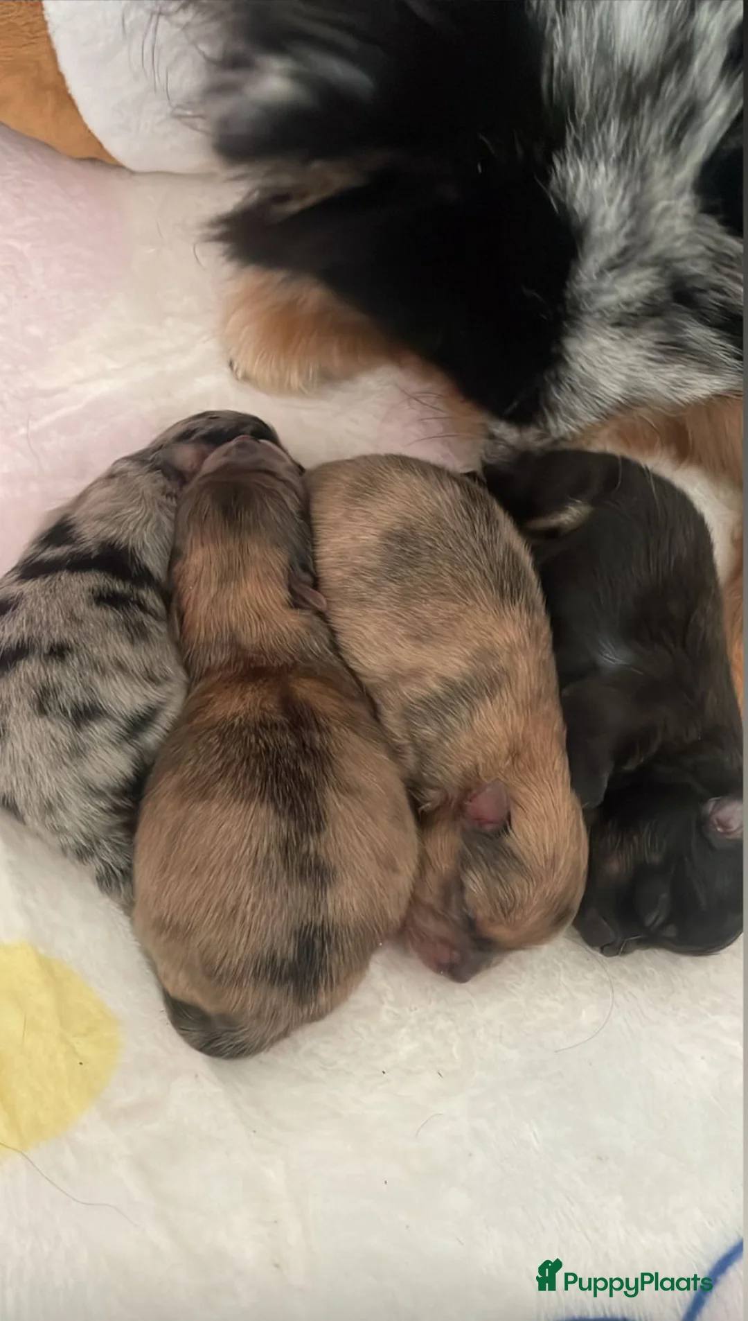 Pomeriaan honden te koop: Pomeriaan pups te koop  - Advertentie 6