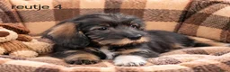 Kruising honden te koop: Super mooie kaninchen x dwerg teckel pups - Advertentie 9