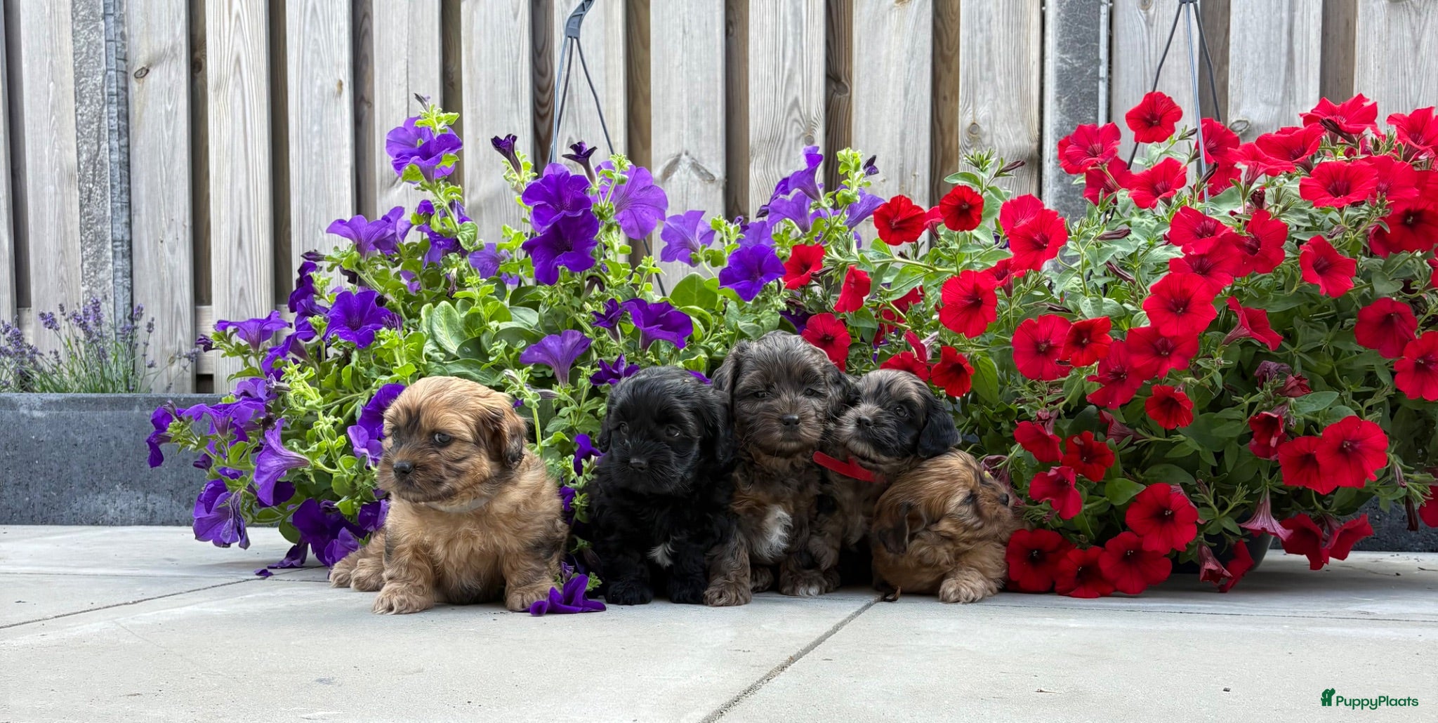 Kruising honden Lieve Boompoo pups zoeken een nieuw huisje! - Advertentie 4
