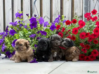 Kruising honden Lieve Boompoo reutjes zoeken een nieuw huisje! - Advertentie 3
