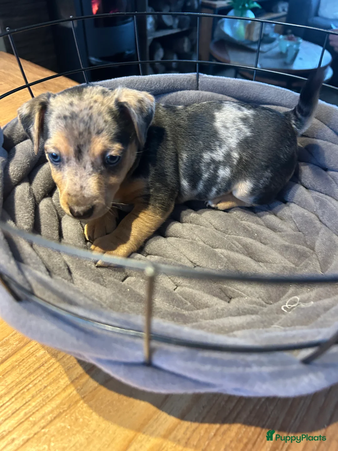 Jack Russel Terriër honden te koop: 4 mooie Jack Russell reutjes - Advertentie 2