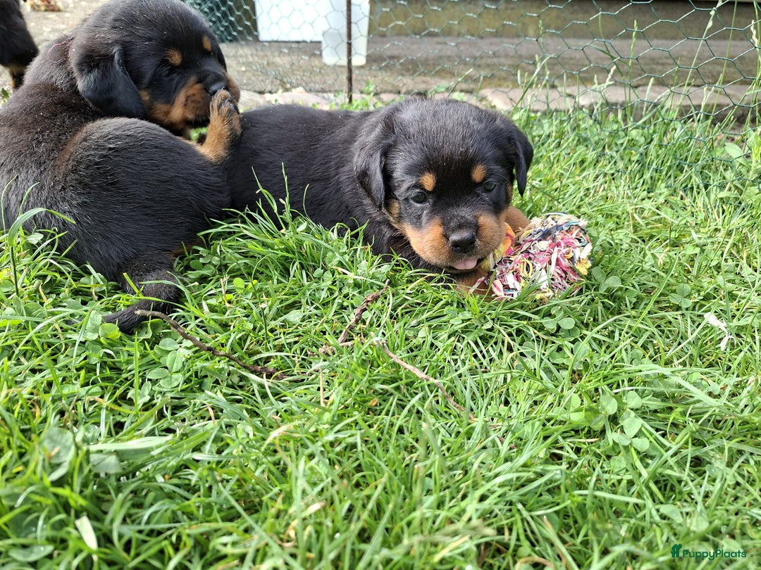 Rottweiler honden te koop: Raszuivere rottweiler pups te koop  - Afbeelding 8