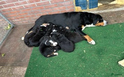 Berner Sennenhond honden te koop: Prachtige Berner Sennenhond puppy s - Afbeelding 7