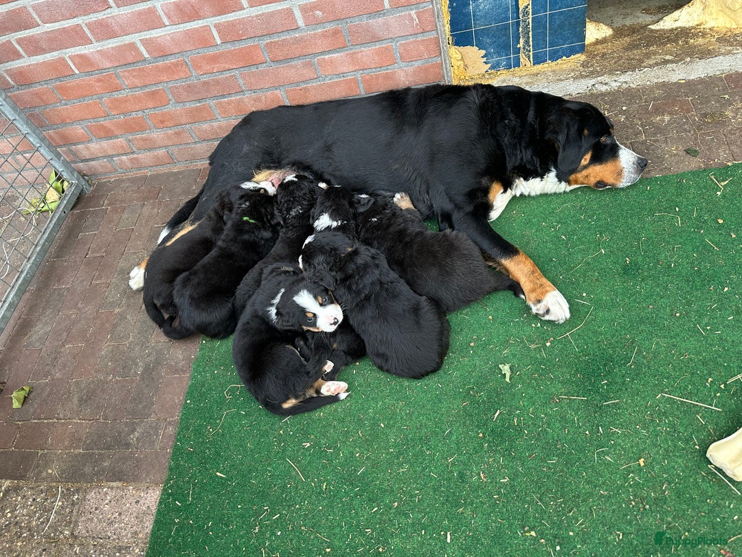 Berner Sennenhond honden te koop: Prachtige Berner Sennenhond puppy s - Afbeelding 7