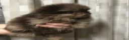 Pomeriaan honden te koop: 3 maart geboren reu Choco merle Pomeranian - Advertentie 7