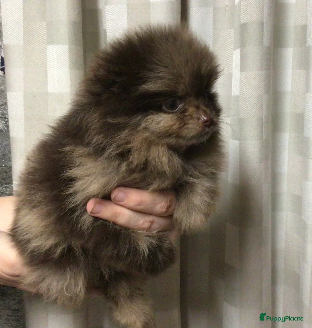 Pomeriaan honden te koop: 3 maart geboren reu Choco merle Pomeranian - Advertentie 7