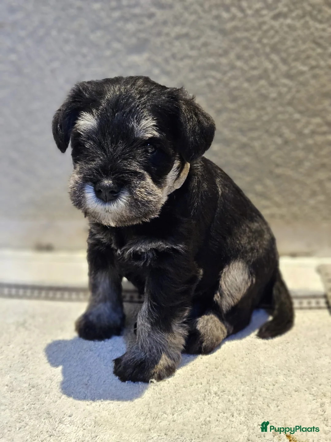 Dwergschnauzer honden te koop: Dwergschnauzerpups zwart zilver  - Advertentie 5